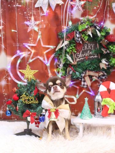 20231221くるみちゃん